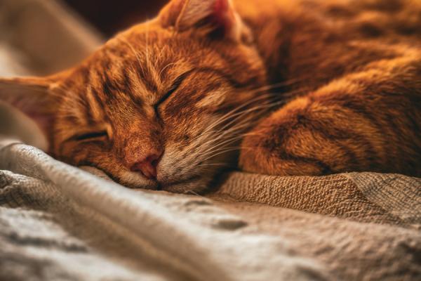 做梦梦到猫咬我是什么征兆