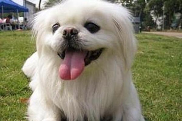 梦见可爱的小狗 梦见可爱的小狗