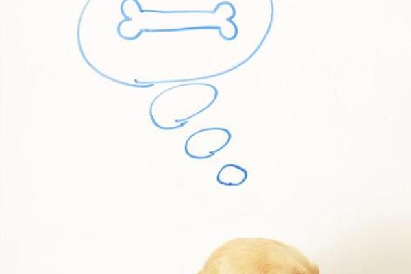 梦见小狗狗一直粘着我 梦见小狗狗一直粘着我