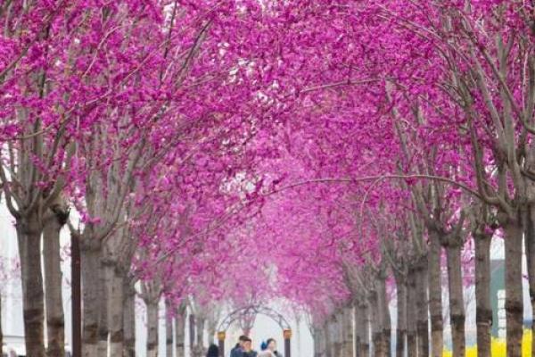 “红花柳绿四季春”是代表哪个生肖,红花柳绿四季春是什么生肖答案解释释义落实 “红花柳绿四季春”是代表哪个生肖,红花柳绿四季春是什么生肖答案解释释义落实