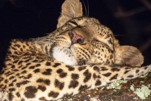 “野性难驯”打一生肖是什么,野性难驯是指什么生肖答案解释释义落实 “野性难驯”打一生肖是什么,野性难驯是指什么生肖答案解释释义落实