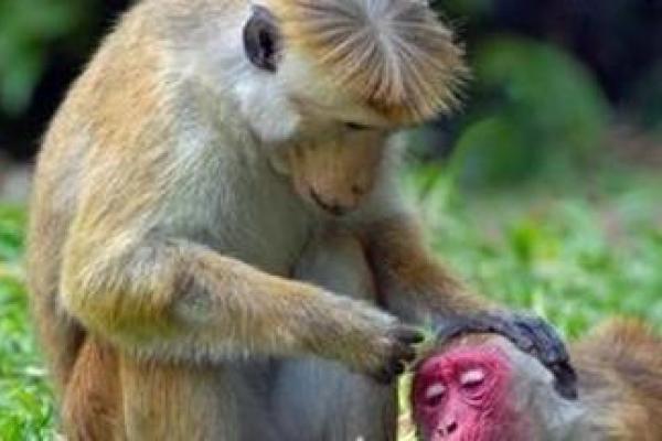 见异思迁是指什么生肖 见异思迁是指什么生肖