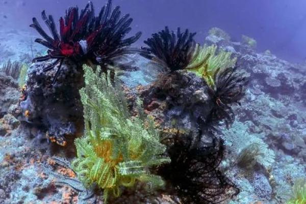 海百合星座下周运势 海百合2020年星座运势 海百合星座下周运势 海百合2020年星座运势