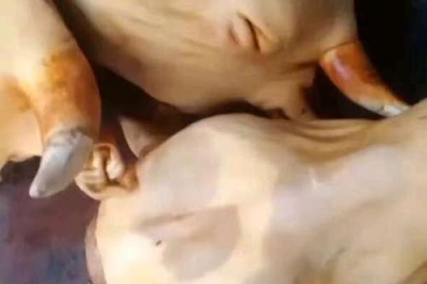 战火燎城是什么动物 战火燎城是什么动物