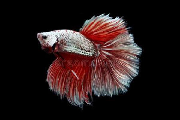 女人梦见红色的鱼是什么征兆