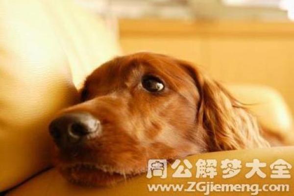 梦见狗财运好不好