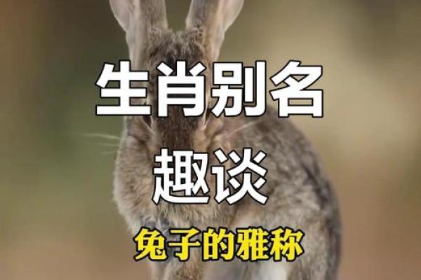 “七七八八”是什么生肖动物，姜元陈的资料答案解释释义落实