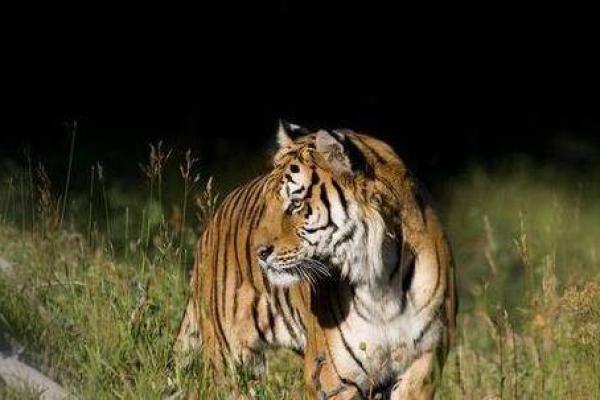 “恸哭流涕”打一准确动物生肖,恸哭流涕指什么生肖答案解释释义落实 “恸哭流涕”打一准确动物生肖,恸哭流涕指什么生肖答案解释释义落实