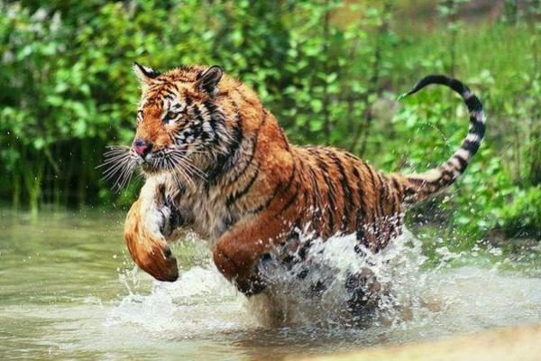“恸哭流涕”打一准确动物生肖,恸哭流涕指什么生肖答案解释释义落实 “恸哭流涕”打一准确动物生肖,恸哭流涕指什么生肖答案解释释义落实