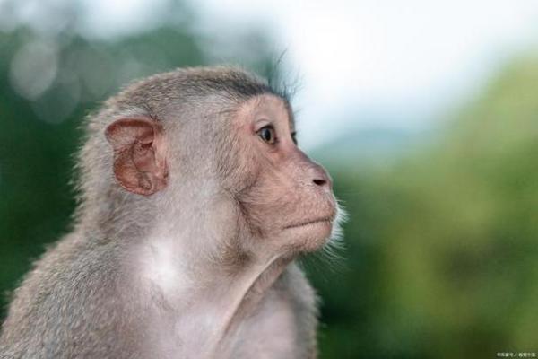 胸怀宽阔是什么生肖