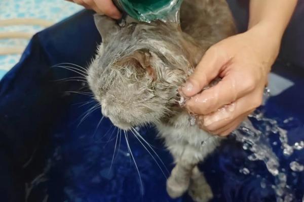 梦见给猫洗澡 梦见给猫洗澡