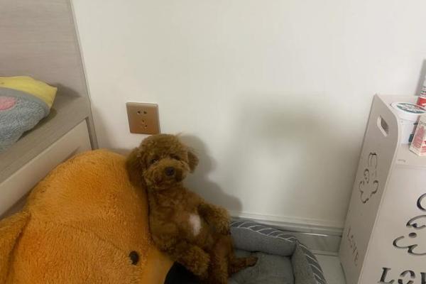 “人小鬼大”打一准确动物生肖,人小鬼大猜一动物答案解释释义落实 “人小鬼大”打一准确动物生肖,人小鬼大猜一动物答案解释释义落实