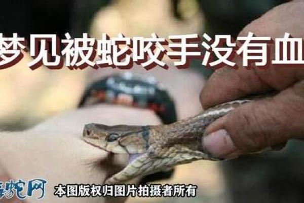 中年男人梦见大蛇是什么预兆 中年男人梦见大蛇是什么预兆