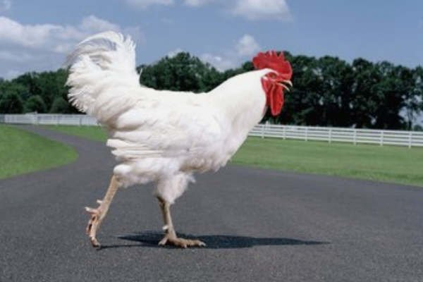 “临危不惧”打一最佳准确生肖,临危不惧是什么生肖答案解释释义落实 “临危不惧”打一最佳准确生肖,临危不惧是什么生肖答案解释释义落实