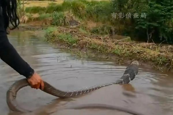 梦到抓蛇 梦到抓蛇