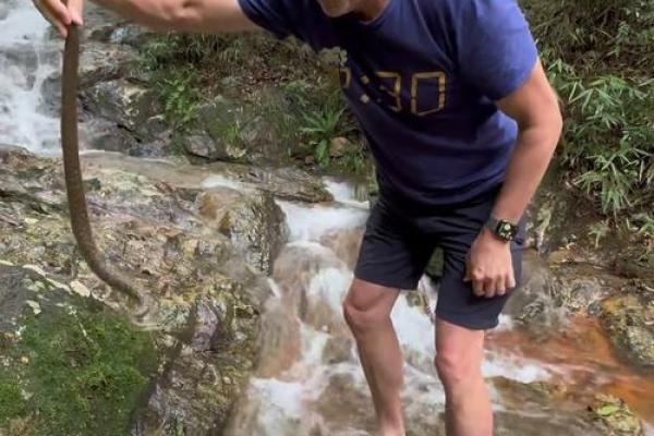 梦到抓蛇 梦到抓蛇