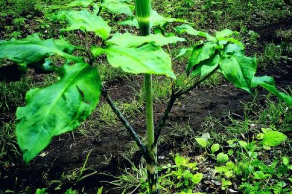 万紫千红艳阳天指什么生肖 万紫千红艳阳天指什么生肖