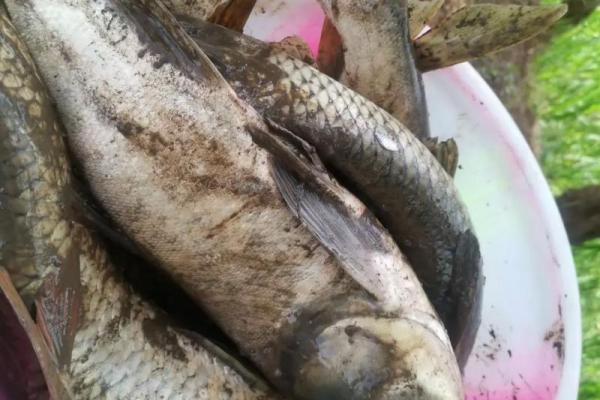 梦见别人抓鱼是什么征兆 梦见别人抓鱼是什么征兆