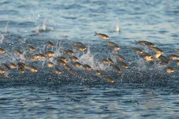 梦见吃鱼肉是什么预兆 周公解梦 梦见吃鱼肉是什么预兆 周公解梦
