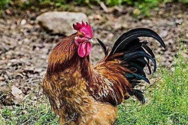 “站稳脚跟”打一正确的生肖,站稳脚跟指什么生肖答案解释释义落实 “站稳脚跟”打一正确的生肖,站稳脚跟指什么生肖答案解释释义落实