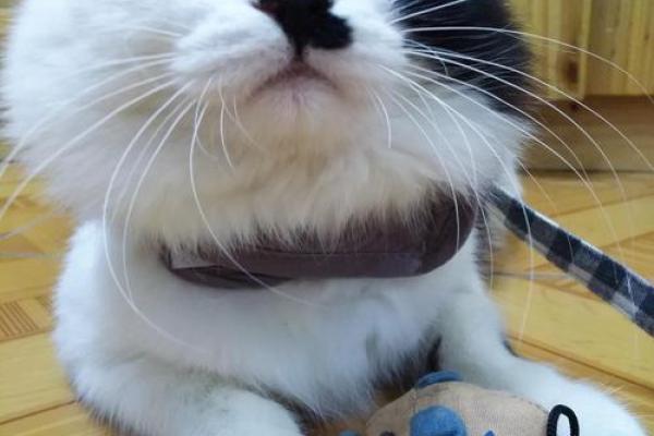 “仰面朝天”打一正确的生肖,仰面朝天是什么生肖答案解释释义落实 “仰面朝天”打一正确的生肖,仰面朝天是什么生肖答案解释释义落实