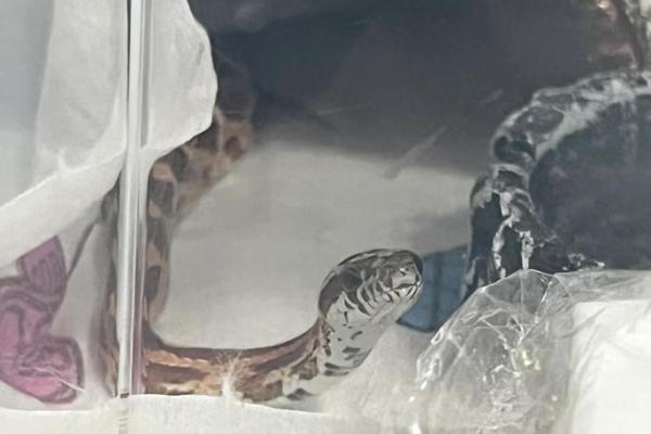 梦见蛇蜕皮是什么预兆