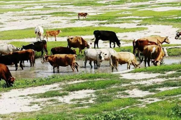 “骨瘦如柴”是什么生肖,骨瘦如柴指什么生肖答案解释释义落实 “骨瘦如柴”是什么生肖,骨瘦如柴指什么生肖答案解释释义落实