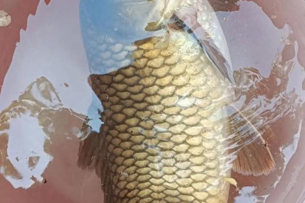 梦见钓大鱼 梦见钓大鱼