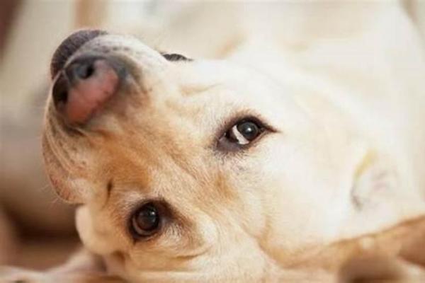 做梦梦到狗咬是什么兆头