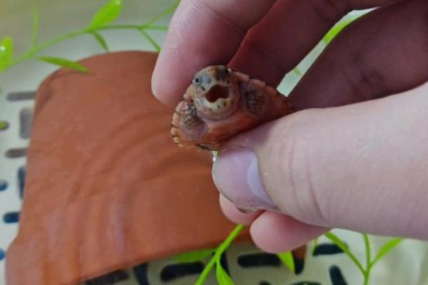 抱头鼠窜打一个生肖 抱头鼠窜打一个生肖