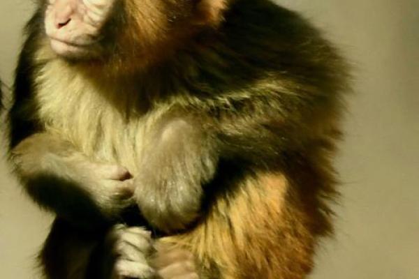 “占山为王”打一正确的生肖,占山为王打一准确生肖答案解释释义落实 “占山为王”打一正确的生肖,占山为王打一准确生肖答案解释释义落实