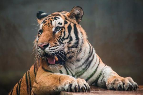 “占山为王”打一正确的生肖,占山为王打一准确生肖答案解释释义落实 “占山为王”打一正确的生肖,占山为王打一准确生肖答案解释释义落实