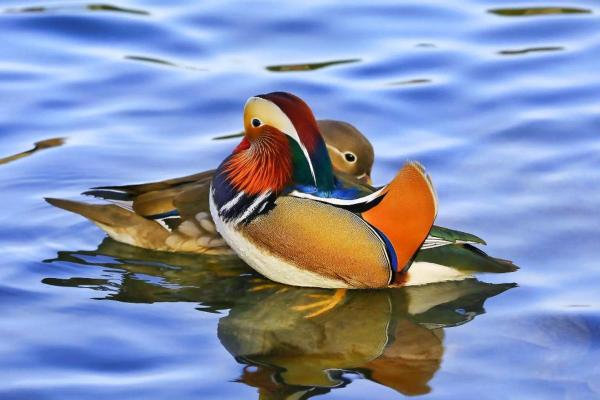 鸳鸯戏水是什么生肖 鸳鸯戏水是什么生肖