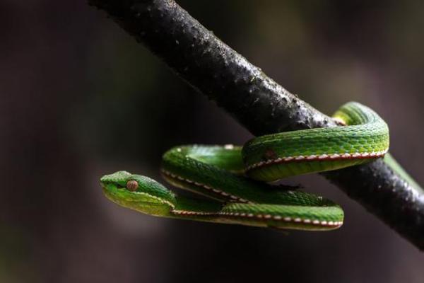 梦见地上好多蛇 梦见地上好多蛇