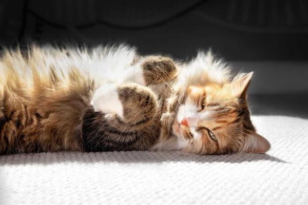 梦见狗咬自己的腿是什么预兆