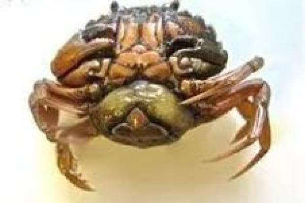 男人梦到螃蟹预示着什么意思