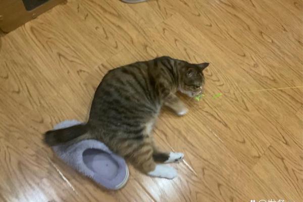 梦见猫死了是什么意思 梦见猫死了是什么意思