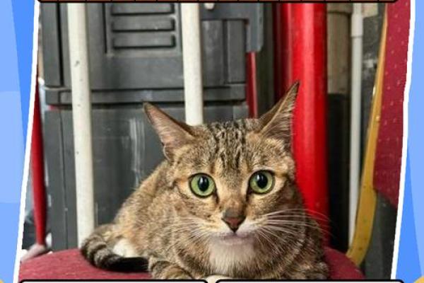 梦见猫死了是什么意思 梦见猫死了是什么意思