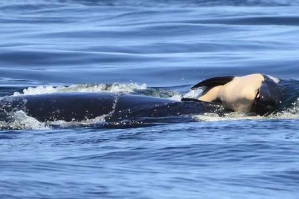 “灭顶之灾”打一最佳准确生肖,灭顶之灾打一最佳生肖答案解释释义落实 “灭顶之灾”打一最佳准确生肖,灭顶之灾打一最佳生肖答案解释释义落实