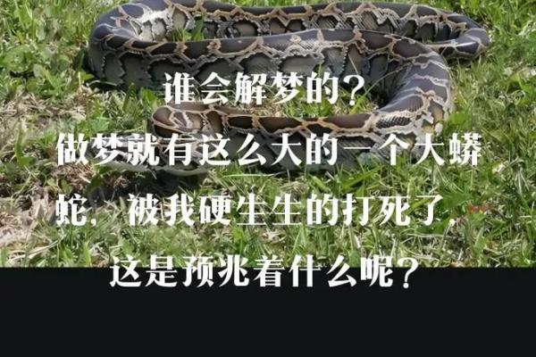 经常梦见蛇是什么预兆 女性解梦 经常梦见蛇是什么预兆 女性解梦