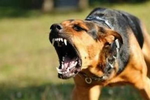 梦见被小狗咬 梦见被小狗咬