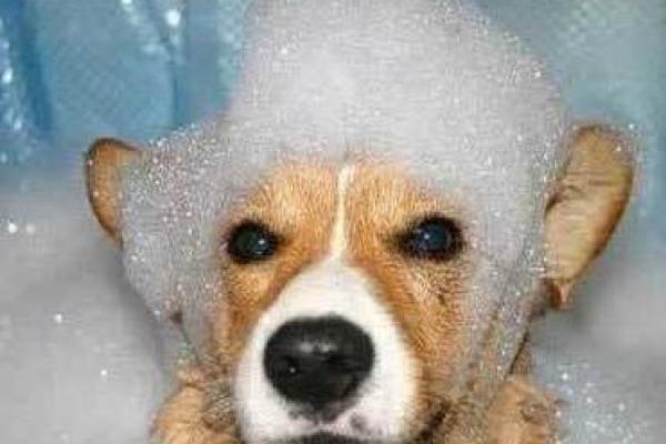 梦见给狗洗澡 梦见给狗洗澡