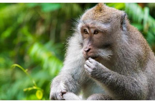 容光焕发是什么生肖 容光焕发是什么生肖