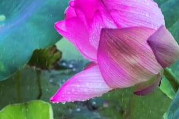 心照不宣是什么生肖(心照不宣是什么生肖打一肖) 心照不宣是什么生肖(心照不宣是什么生肖打一肖)