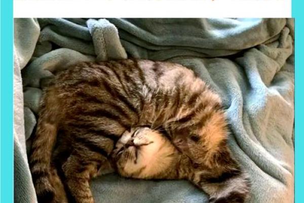 梦到猫是什么意思周公解梦 梦到猫是什么意思周公解梦