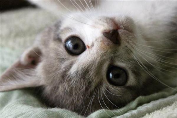 梦见被猫咬是什么意思 周公解梦 梦见被猫咬是什么意思 周公解梦