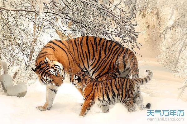 1998年虎女什么时候结婚 1998属虎最佳结婚年龄